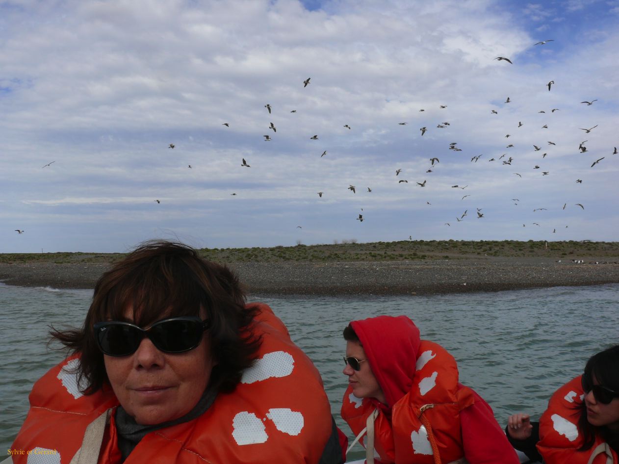 Patagonie Peninsule de Valdes Rawson  015 tour de zodiac