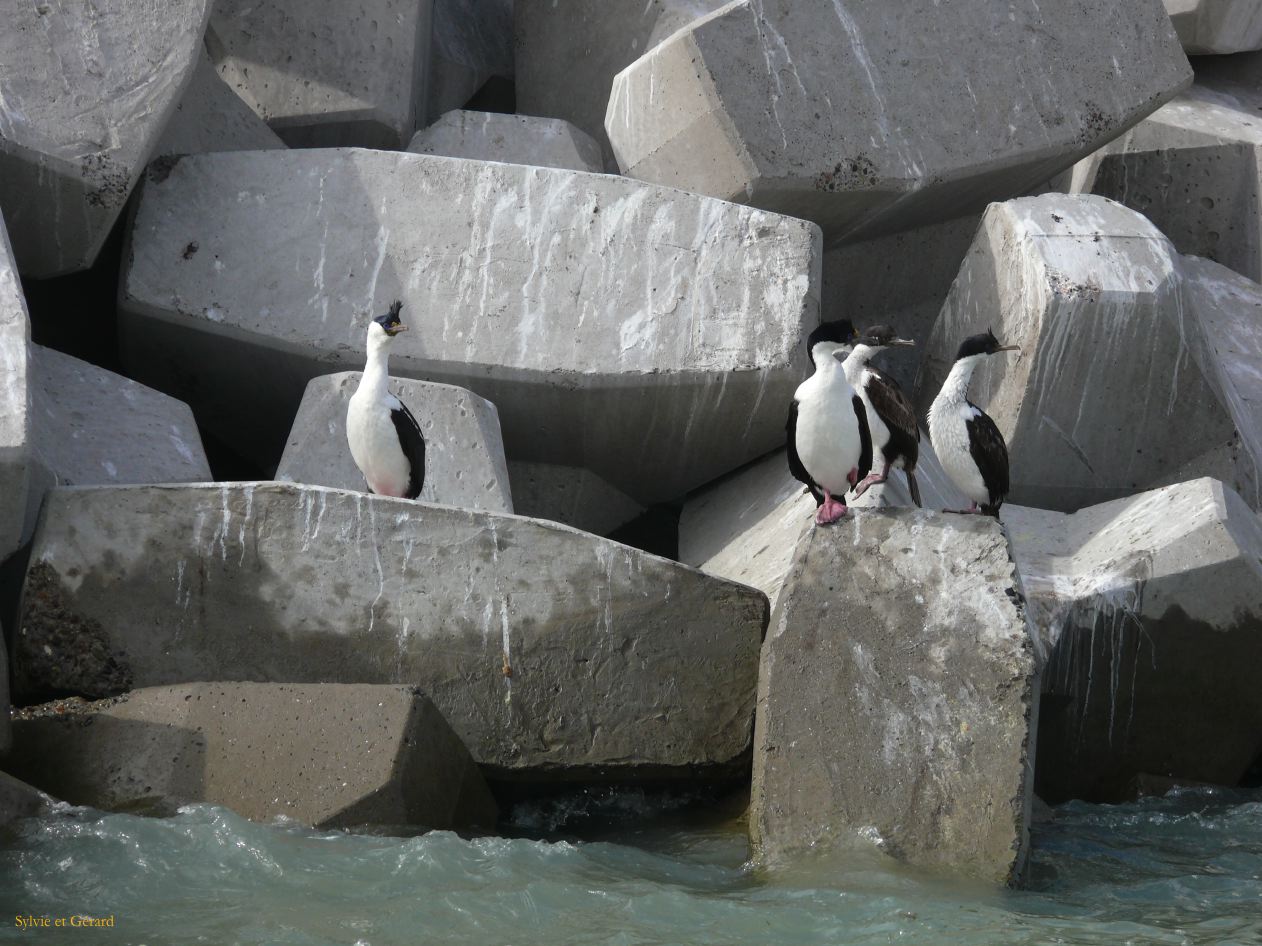 Patagonie Peninsule de Valdes Rawson  019 cormoran royal 