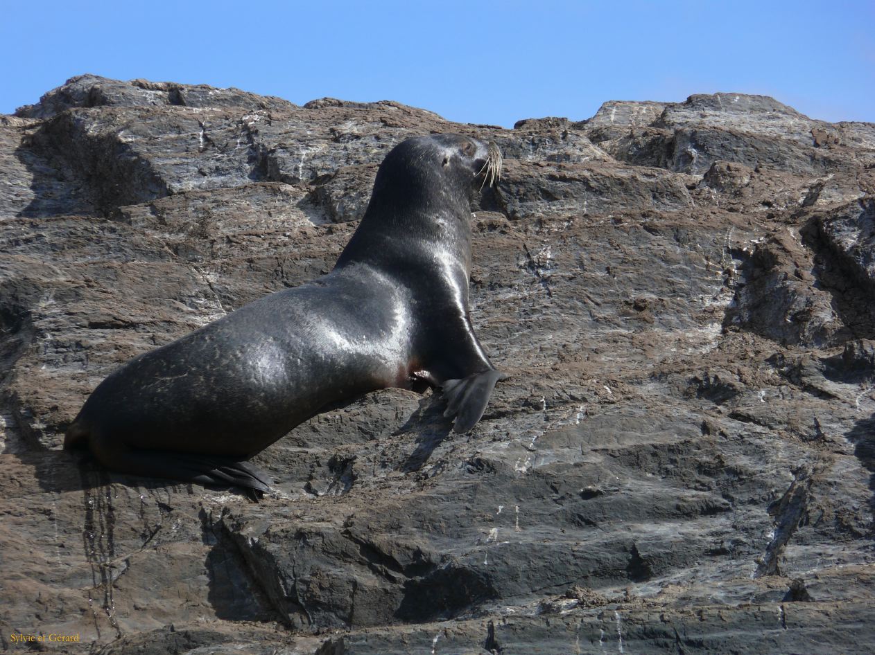 Patagonie Ushuaia Canal de Beagle sur les Tres Marias  008 lion des mer