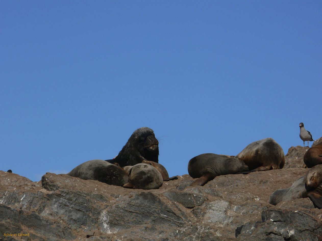 Patagonie Ushuaia Canal de Beagle sur les Tres Marias  019 lion des mer el macho