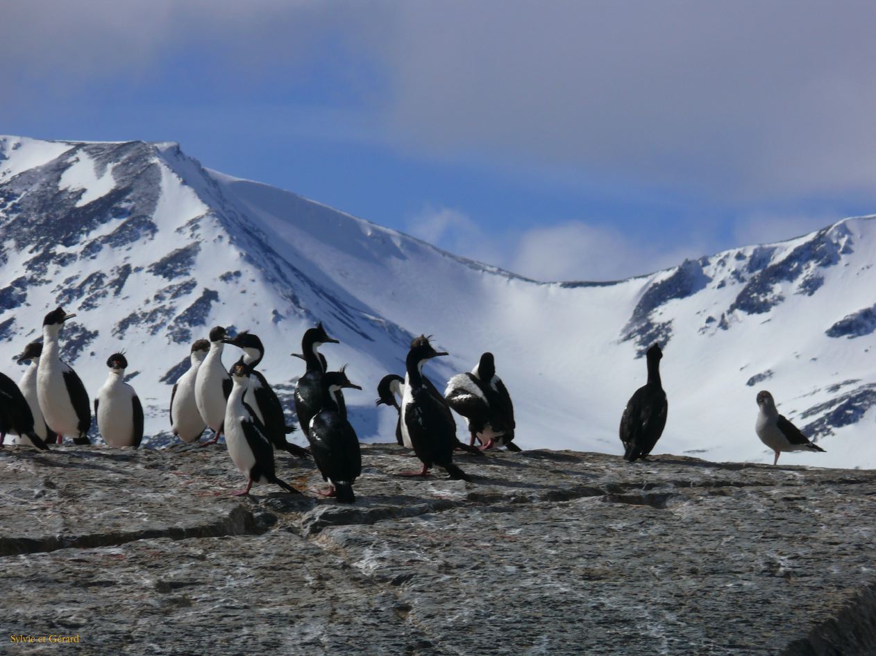 Patagonie Ushuaia Canal de Beagle sur les Tres Marias  035 cormorans royaux