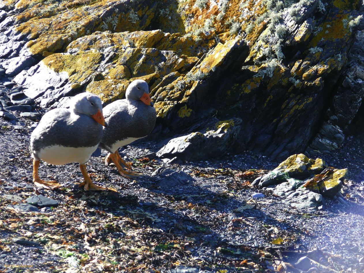 Patagonie Ushuaia Canal de Beagle sur les Tres Marias  066 canards