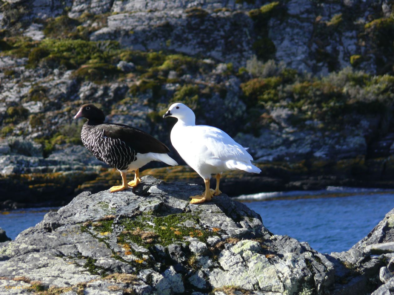 Patagonie Ushuaia Canal de Beagle sur les Tres Marias  070 oies caranca