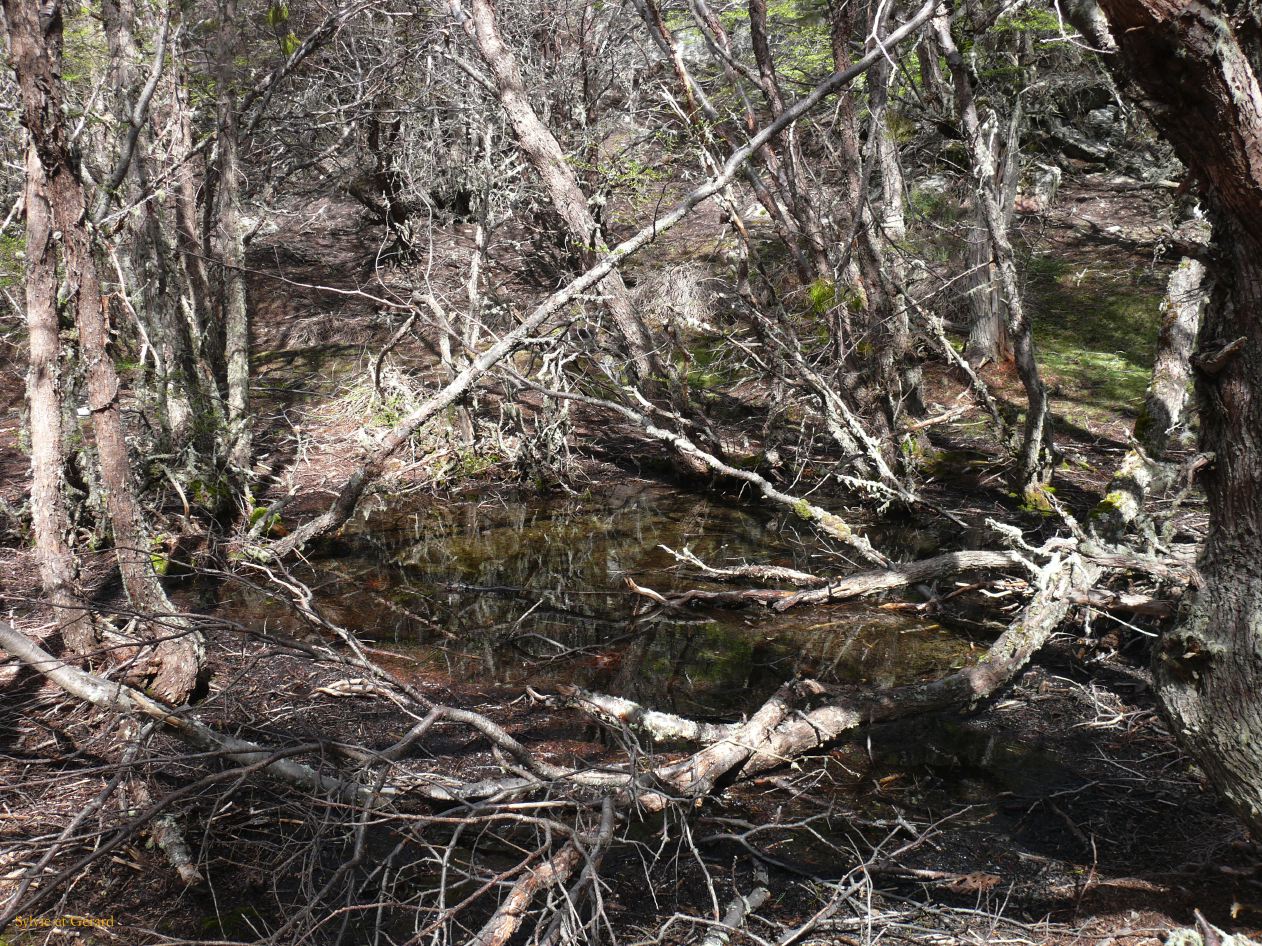 Patagonie Ushuaia Parc de la Terre de Feu  012