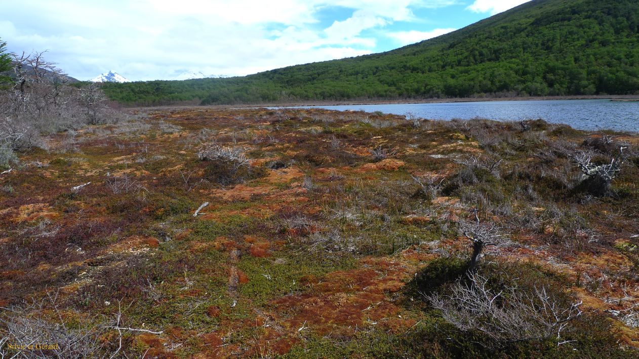Patagonie Ushuaia Parc de la Terre de Feu  014
