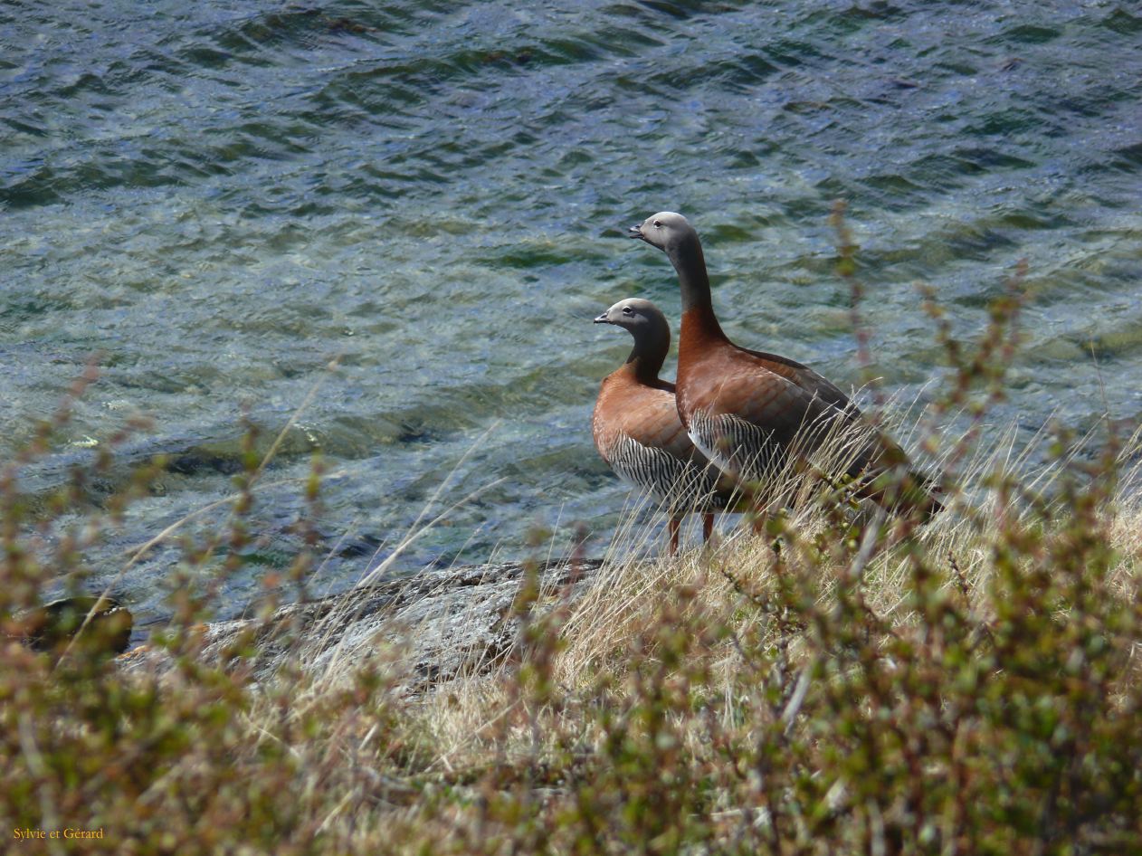 Patagonie Ushuaia Parc de la Terre de Feu  089 oies