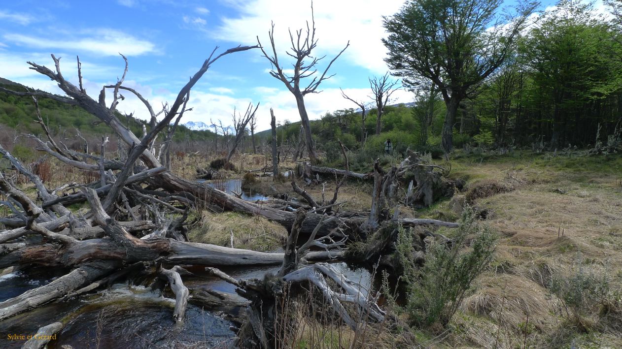 Patagonie Ushuaia Parc de la Terre de Feu  112