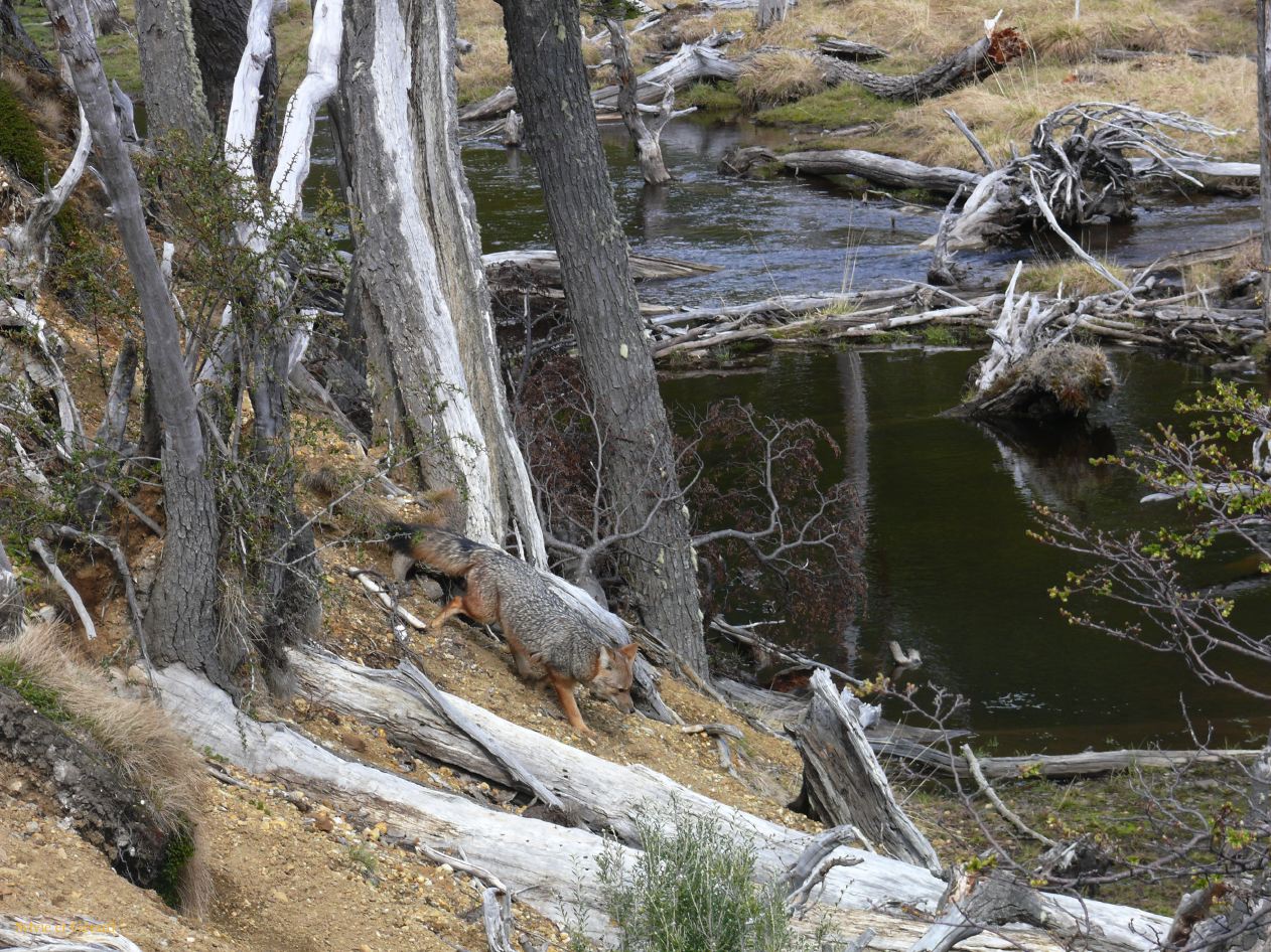 Patagonie Ushuaia Parc de la Terre de Feu  131 el zorro