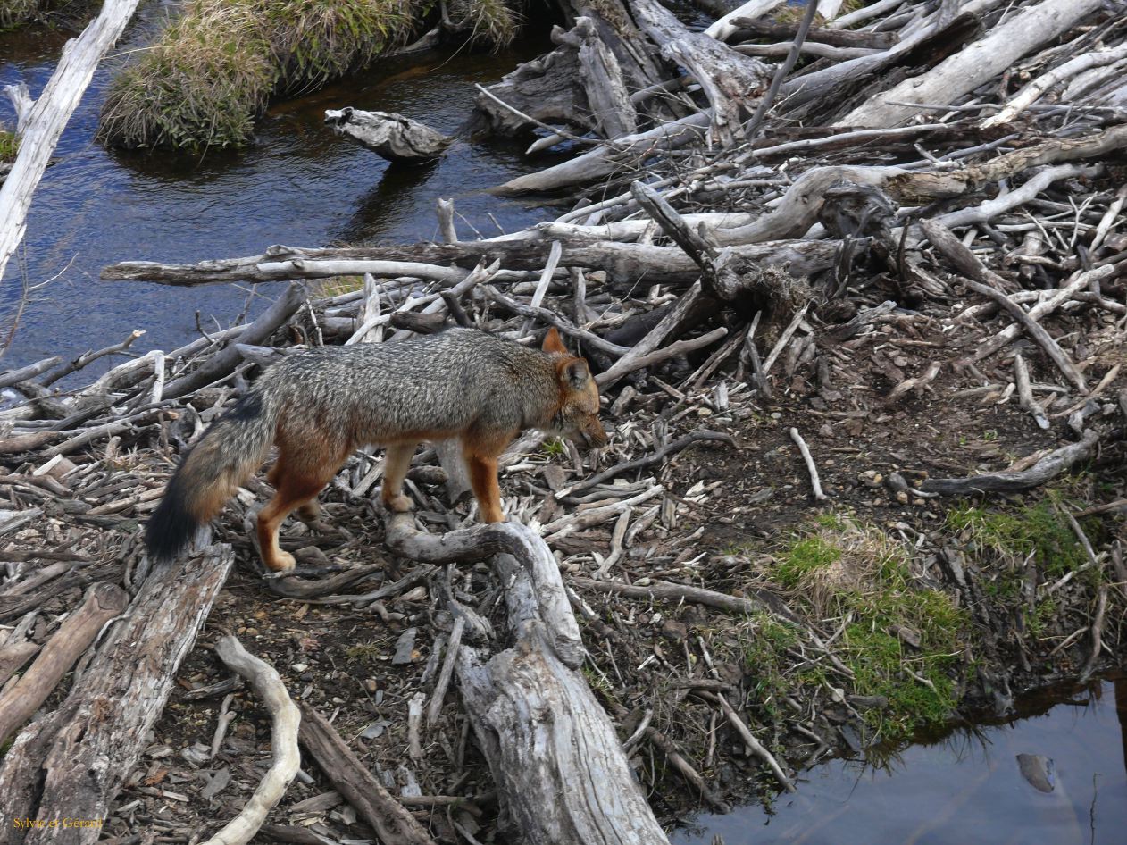 Patagonie Ushuaia Parc de la Terre de Feu  134 el zorro