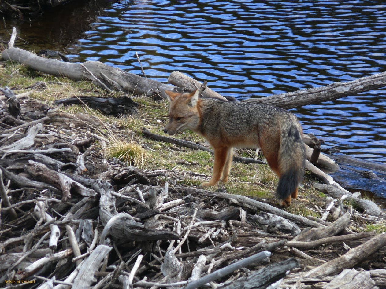 Patagonie Ushuaia Parc de la Terre de Feu  138 el zorro