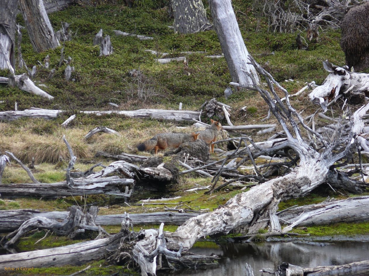 Patagonie Ushuaia Parc de la Terre de Feu  143 couple de renards