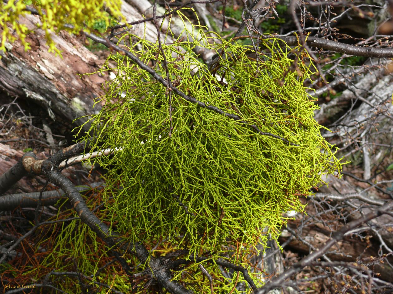 Patagonie Ushuaia Parc de la Terre de Feu  149