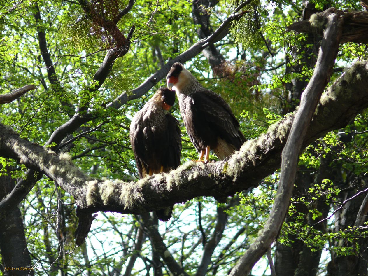 Patagonie Ushuaia Parc de la Terre de Feu  157 couple de caranchos