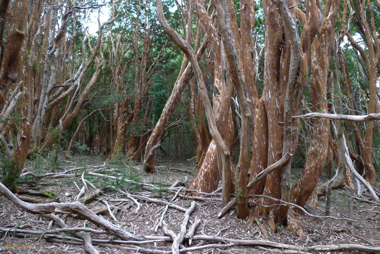 Patagonie Bariloche Parque Los Arrayanes  015
