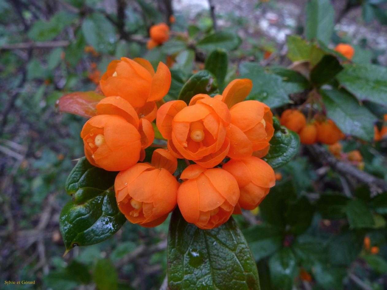 Patagonie Ushuaia Parc de la Terre de Feu  221 fleurs de calafate