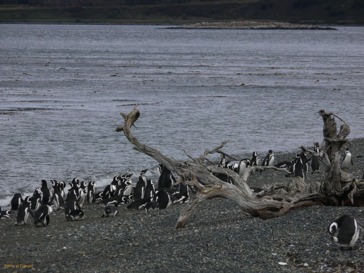 Patagonie Ushuaia vers Estancia Haberton  023 pingouins de Magellan