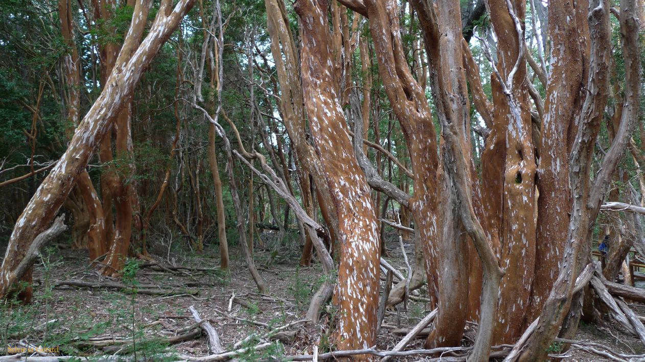 Patagonie Bariloche Parque Los Arrayanes  018