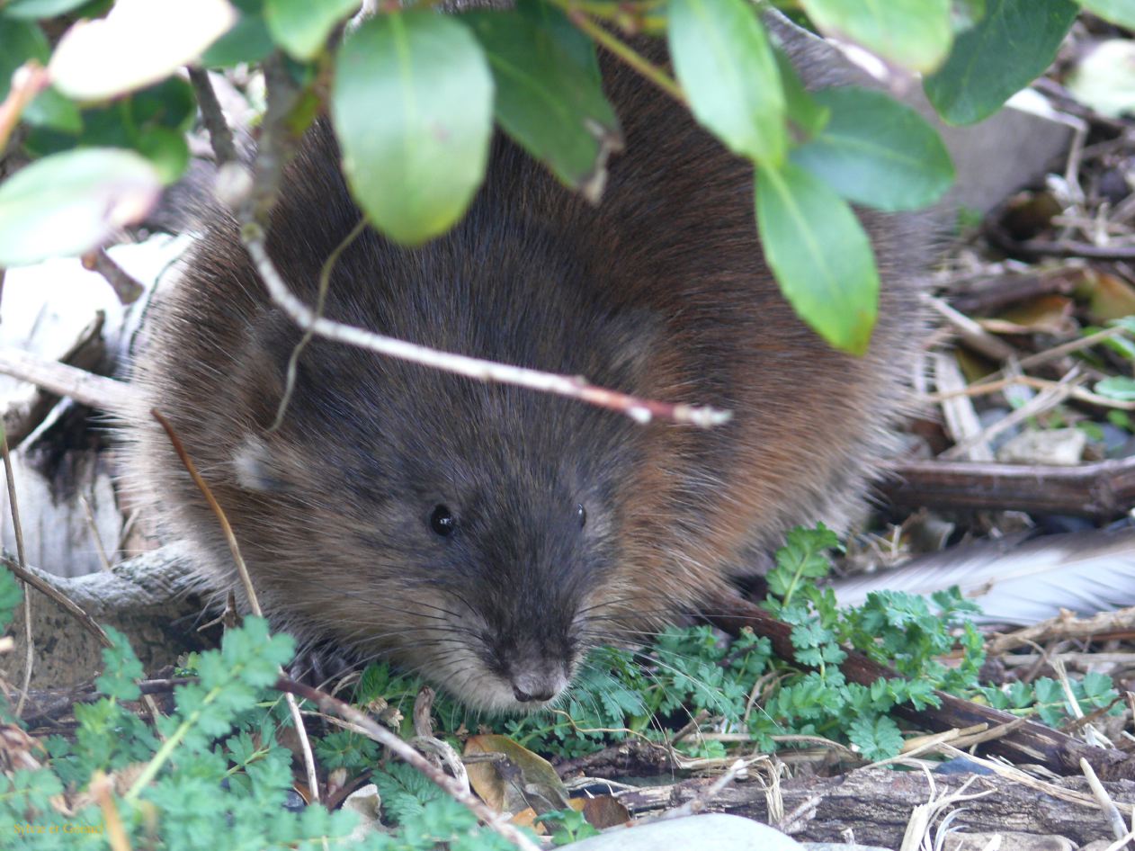 Patagonie Ushuaia vers Estancia Haberton  041 grande souris