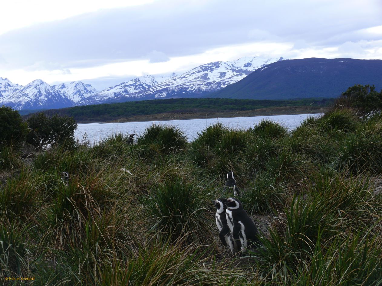 Patagonie Ushuaia vers Estancia Haberton  052 pinguoins de Magellan