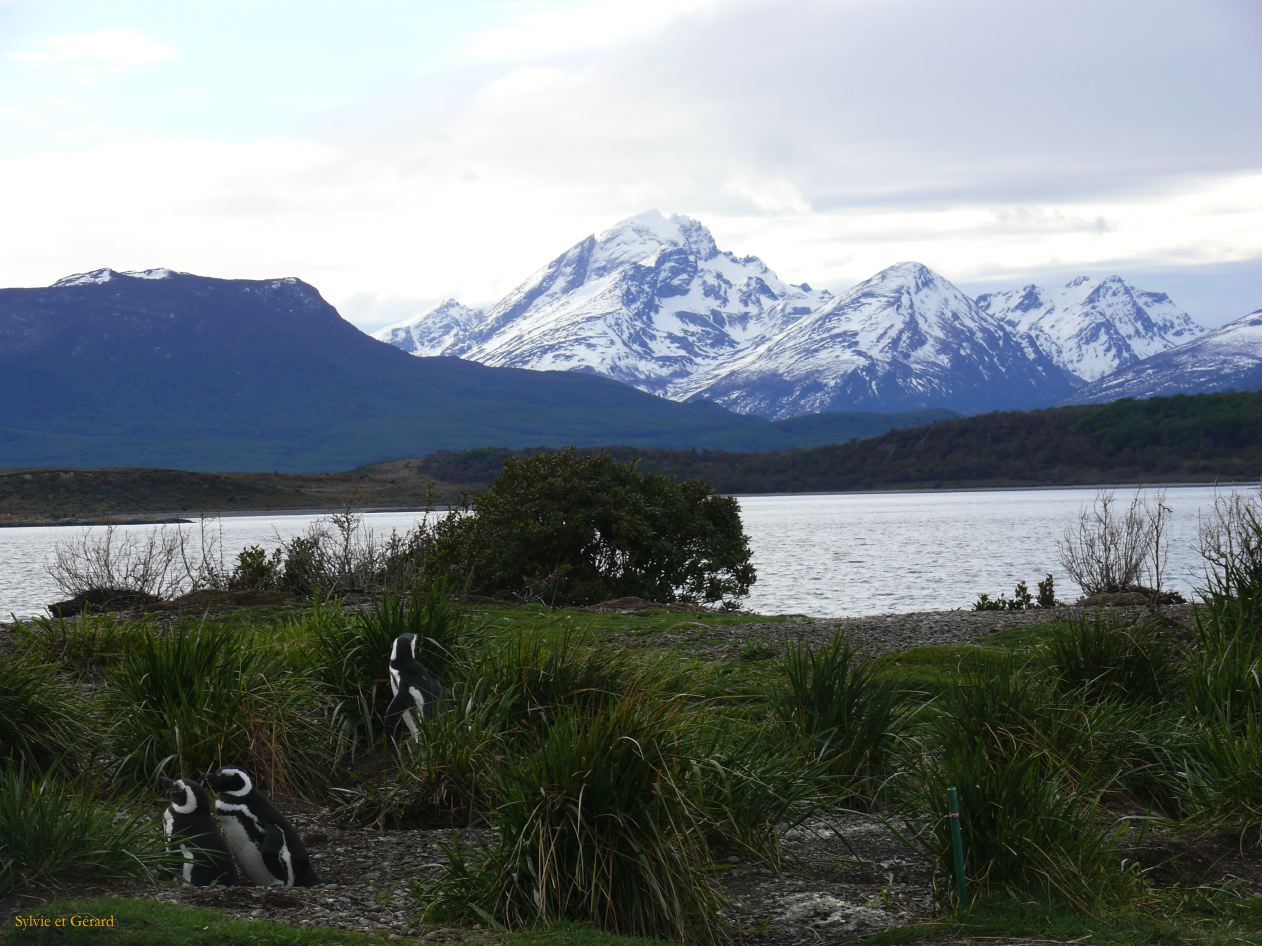 Patagonie Ushuaia vers Estancia Haberton  058 pingouins de Magellan