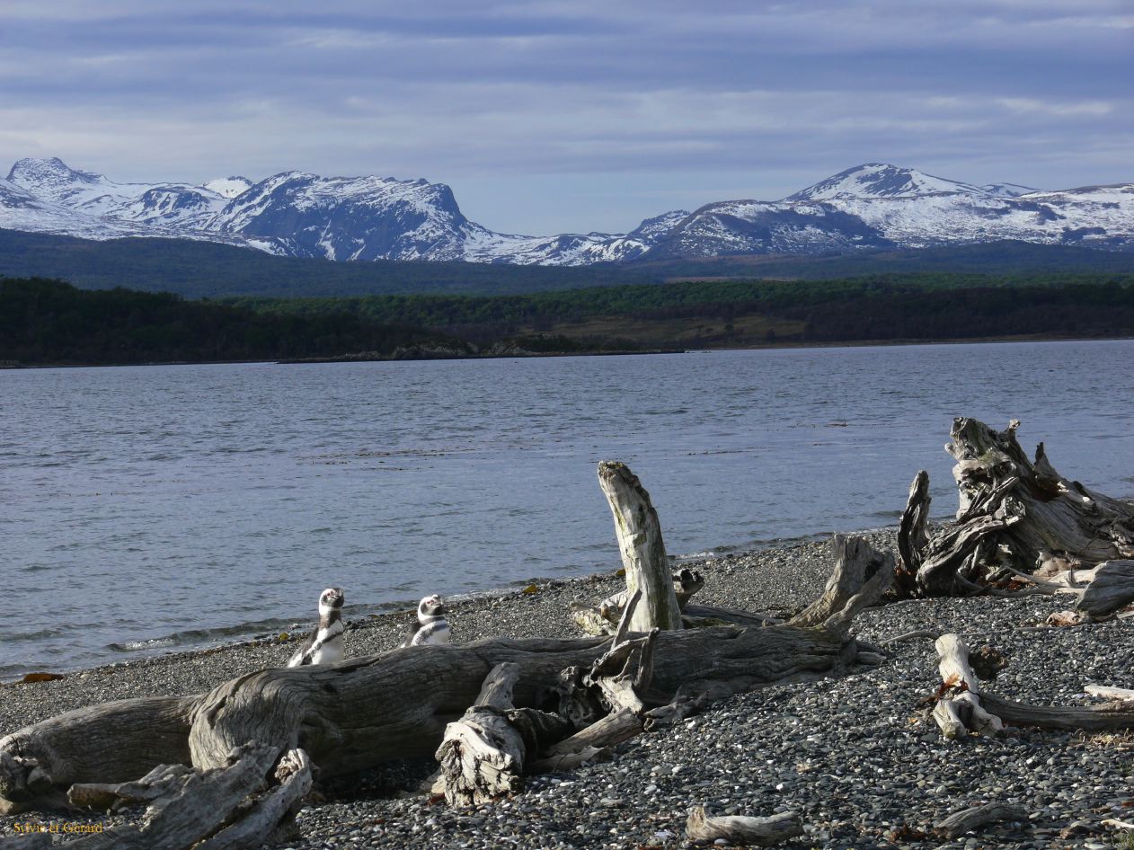 Patagonie Ushuaia vers Estancia Haberton  106 pingouins de Magellan