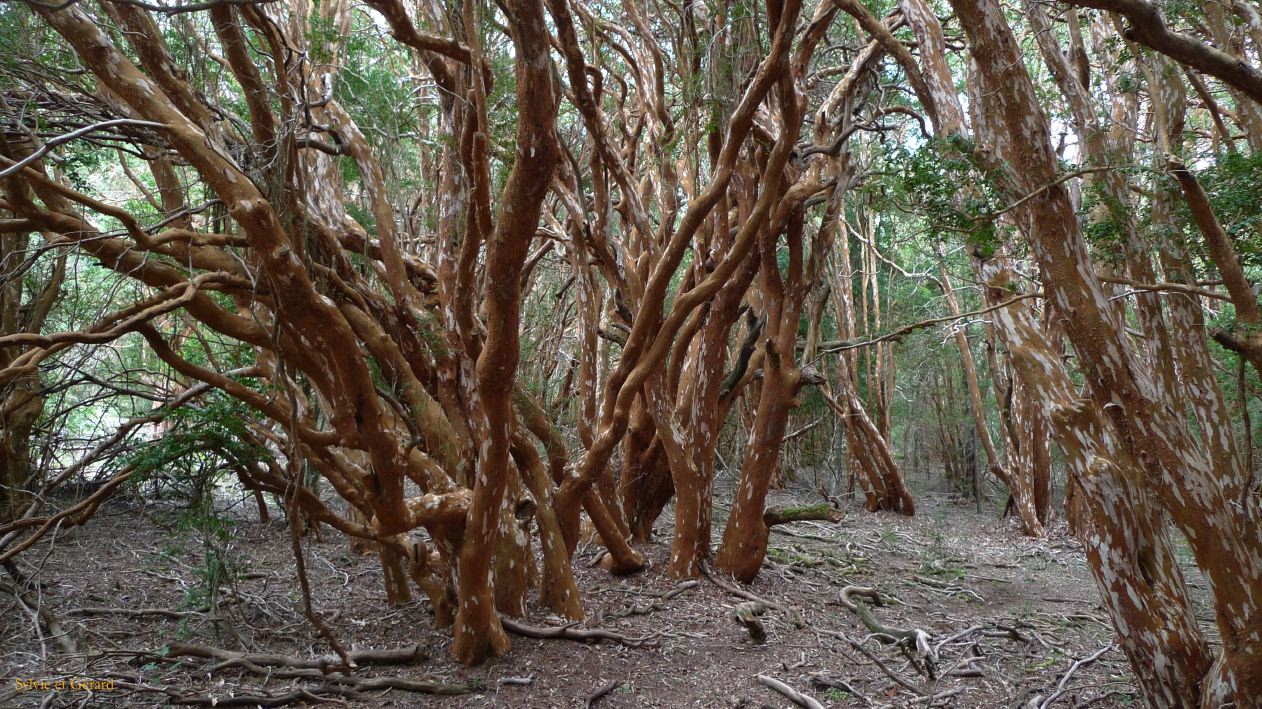 Patagonie Bariloche Parque Los Arrayanes  024