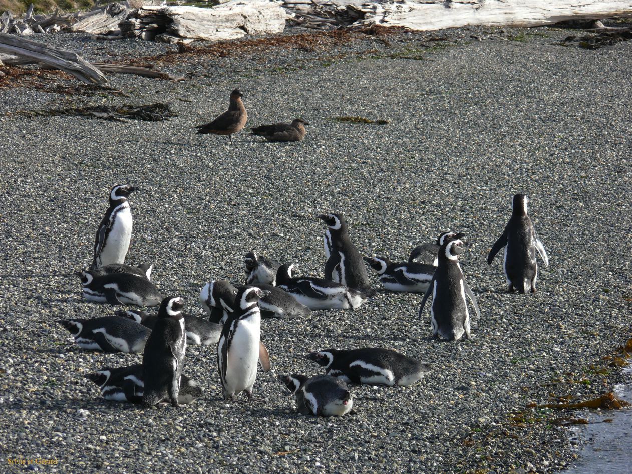 Patagonie Ushuaia vers Estancia Haberton  120 pingouins de Magellan