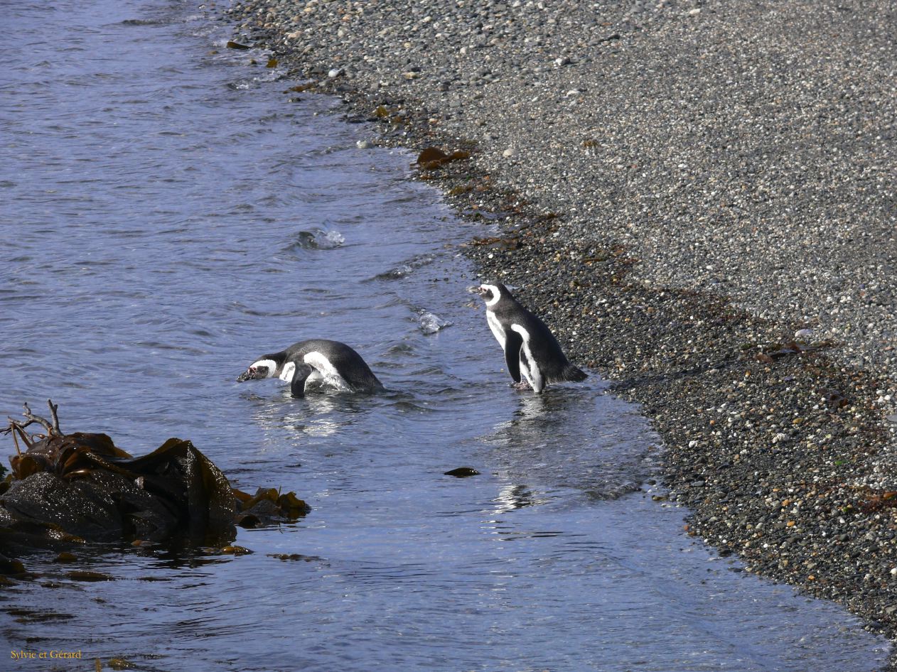 Patagonie Ushuaia vers Estancia Haberton  123 pingouins de Magellan