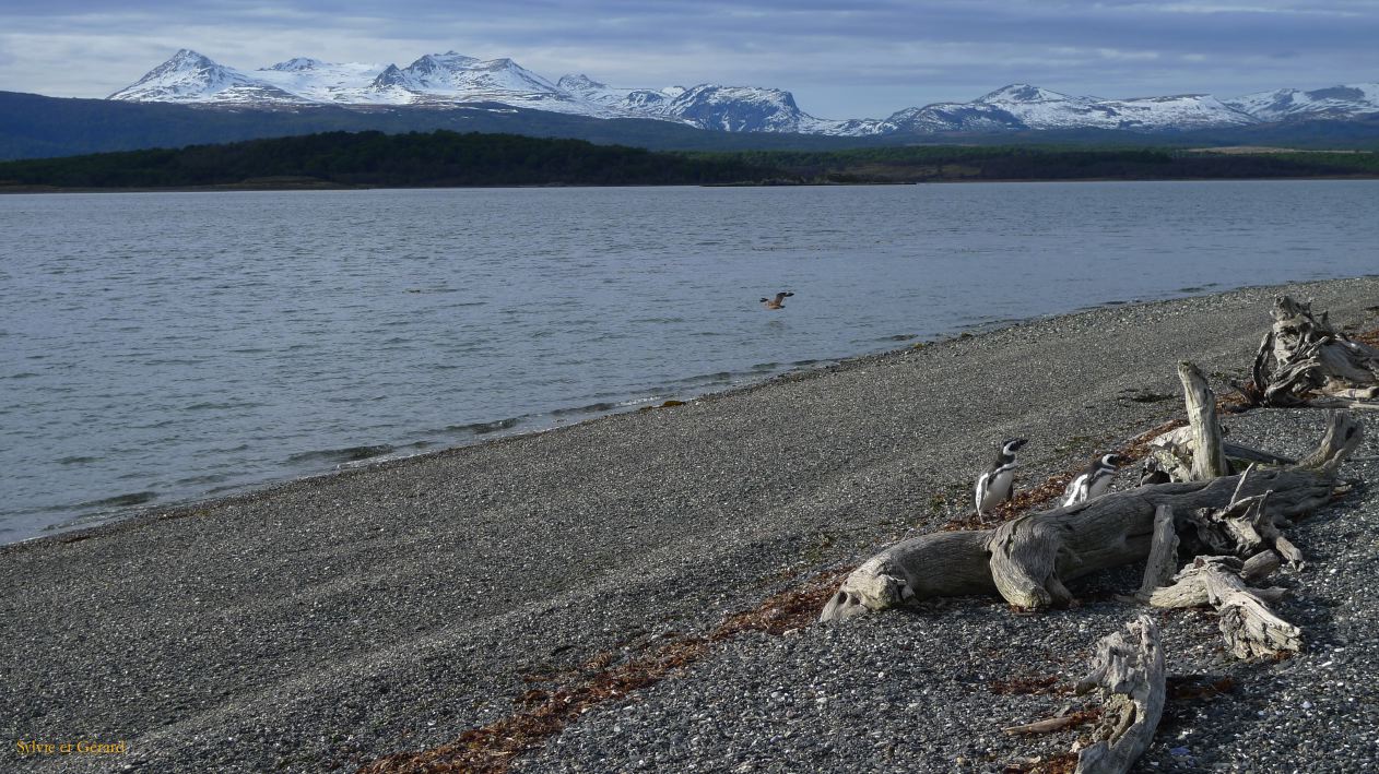 Patagonie Ushuaia vers Estancia Haberton  127 pingouins de Magellan