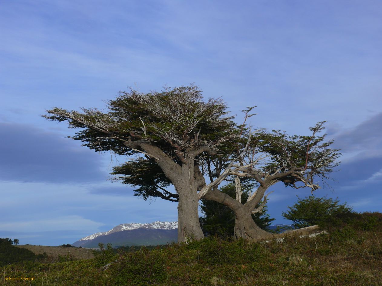 Patagonie Ushuaia vers Estancia Haberton  167