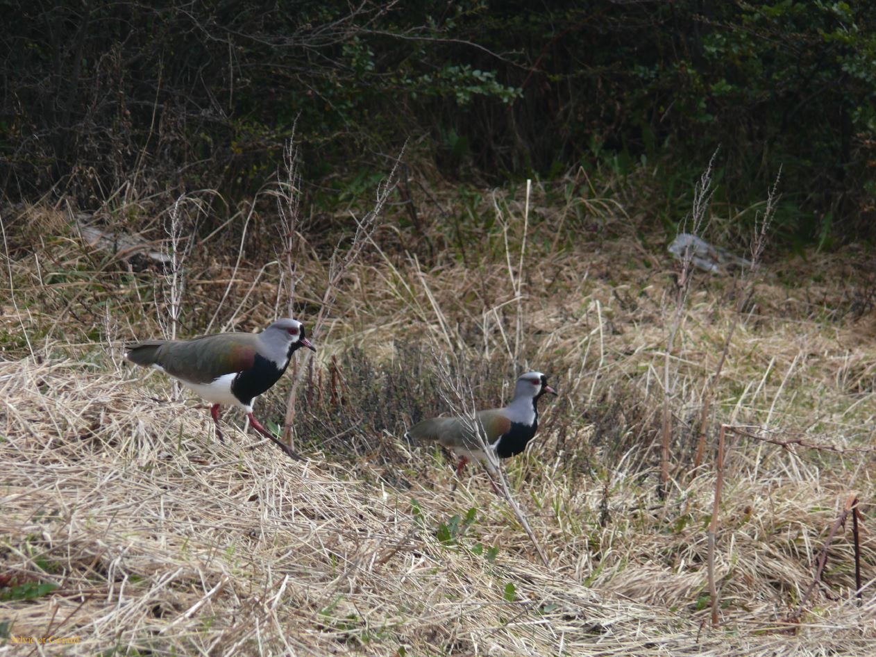 Patagonie Ushuaia vers le Glaciar Martial  004
