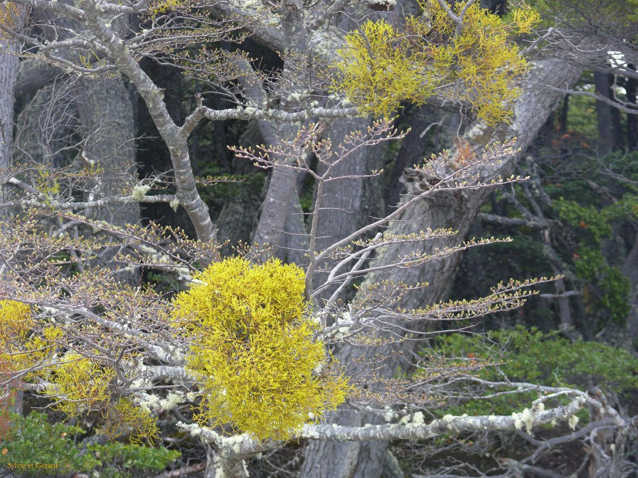 Patagonie Ushuaia vers le Glaciar Martial  039 lanterne chinoise