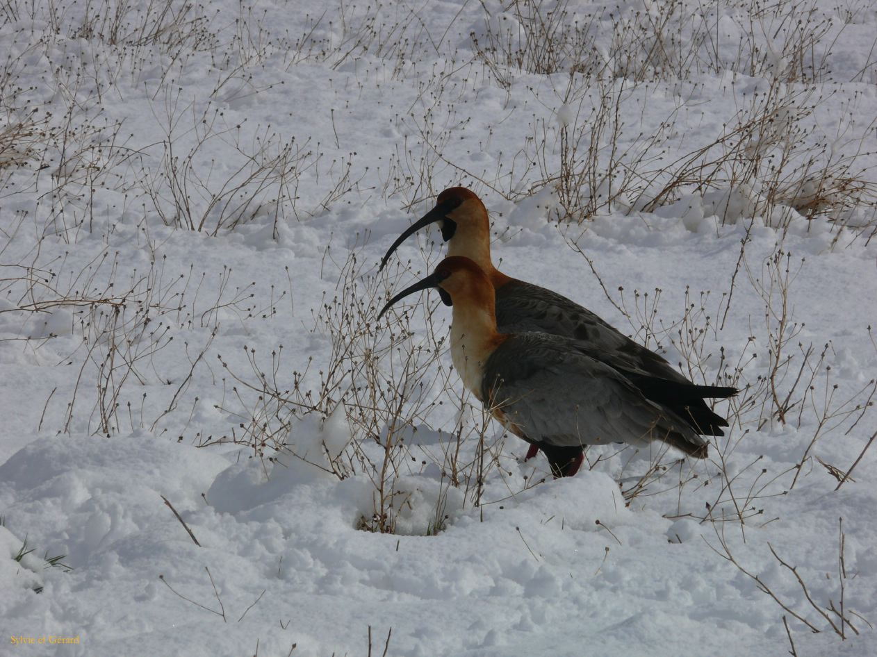 Patagonie El Calafate sous la neige  018 ibis