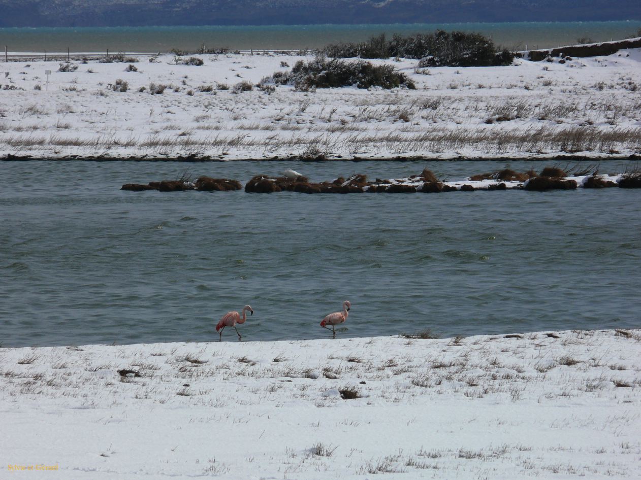Patagonie El Calafate sous la neige  048 flamants roses