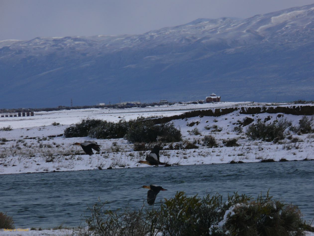 Patagonie El Calafate sous la neige  056 vol d'ibis