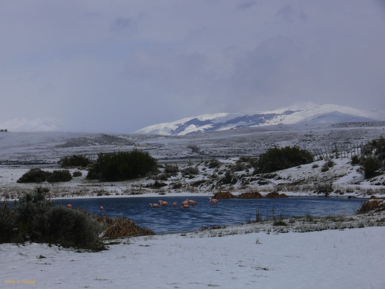 Patagonie El Calafate sous la neige  074 flamants roses