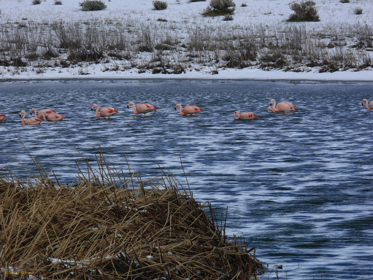 Patagonie El Calafate sous la neige  085 flamants roses