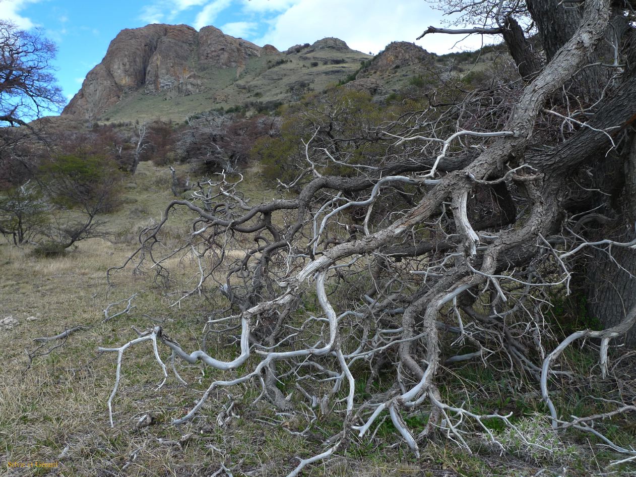 Patagonie El Chaten la cascade  014