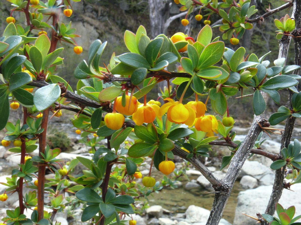 Patagonie El Chaten la cascade  035