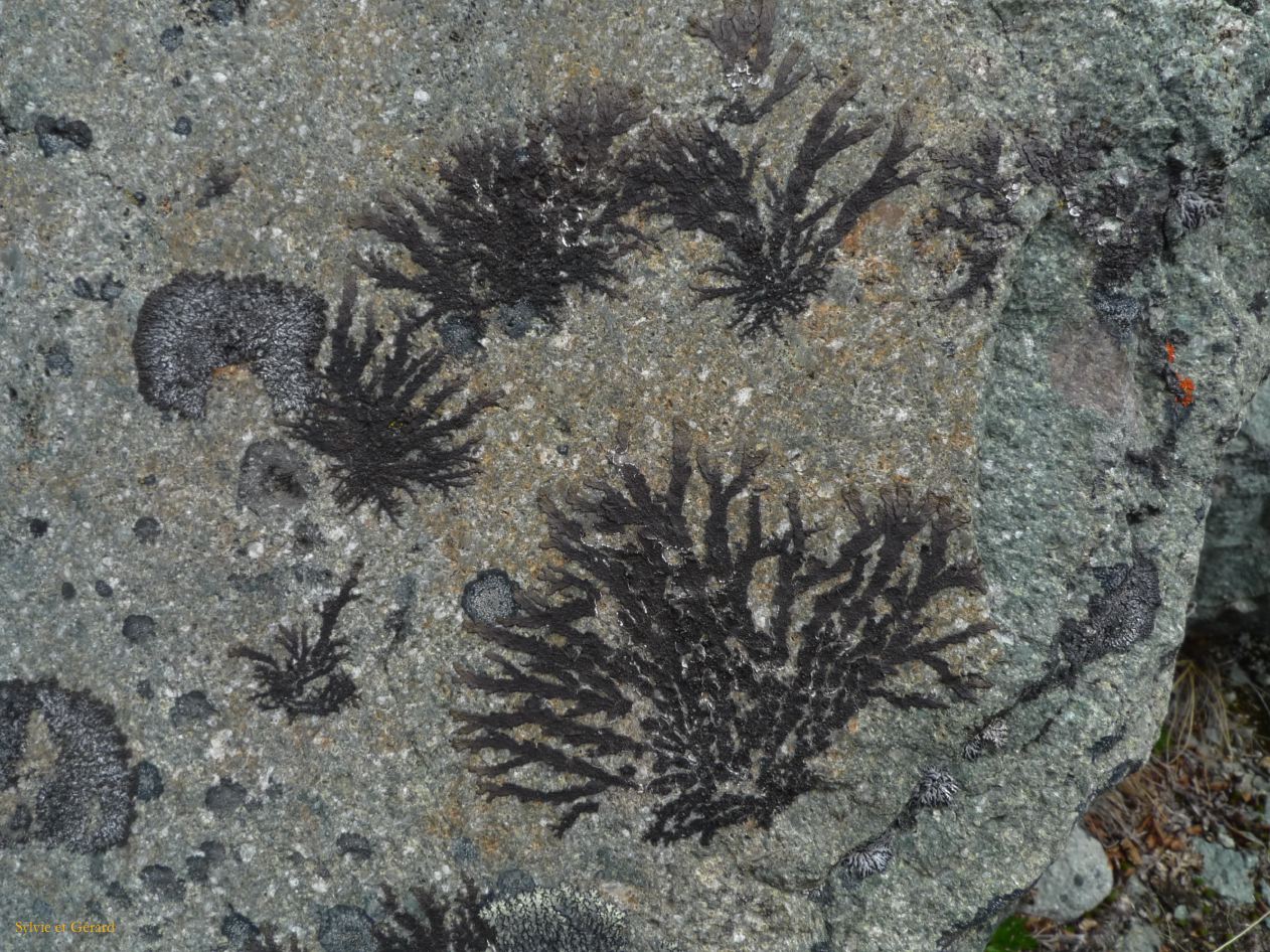 Patagonie El Chaten la cascade  041