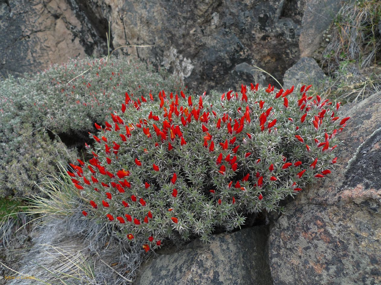 Patagonie El Chaten la cascade  056