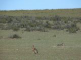 Patagonie Peninsule de Valdes    007 mara lievre de Patagonie