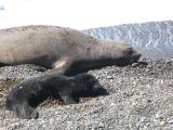 Patagonie Peninsule de Valdes Caleta Valdes  011 elephants de mer
