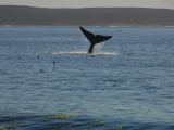 Patagonie Peninsule de Valdes plage El Doradillo  010 baleine franche