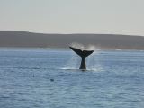 Patagonie Peninsule de Valdes plage El Doradillo  013 baleine franche