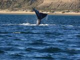 Patagonie Peninsule de Valdes Puerto Pyramides   058 baleine franche