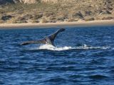 Patagonie Peninsule de Valdes Puerto Pyramides   066 baleine franche
