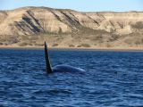 Patagonie Peninsule de Valdes Puerto Pyramides   078 baleine franche