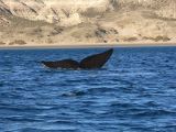 Patagonie Peninsule de Valdes Puerto Pyramides   085 baleine franche