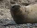 Patagonie Peninsule de Valdes Punta Ninfas  016 femelle elephant de mer